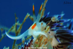 Flabelina by Jose Antonio Garcia Garcia 